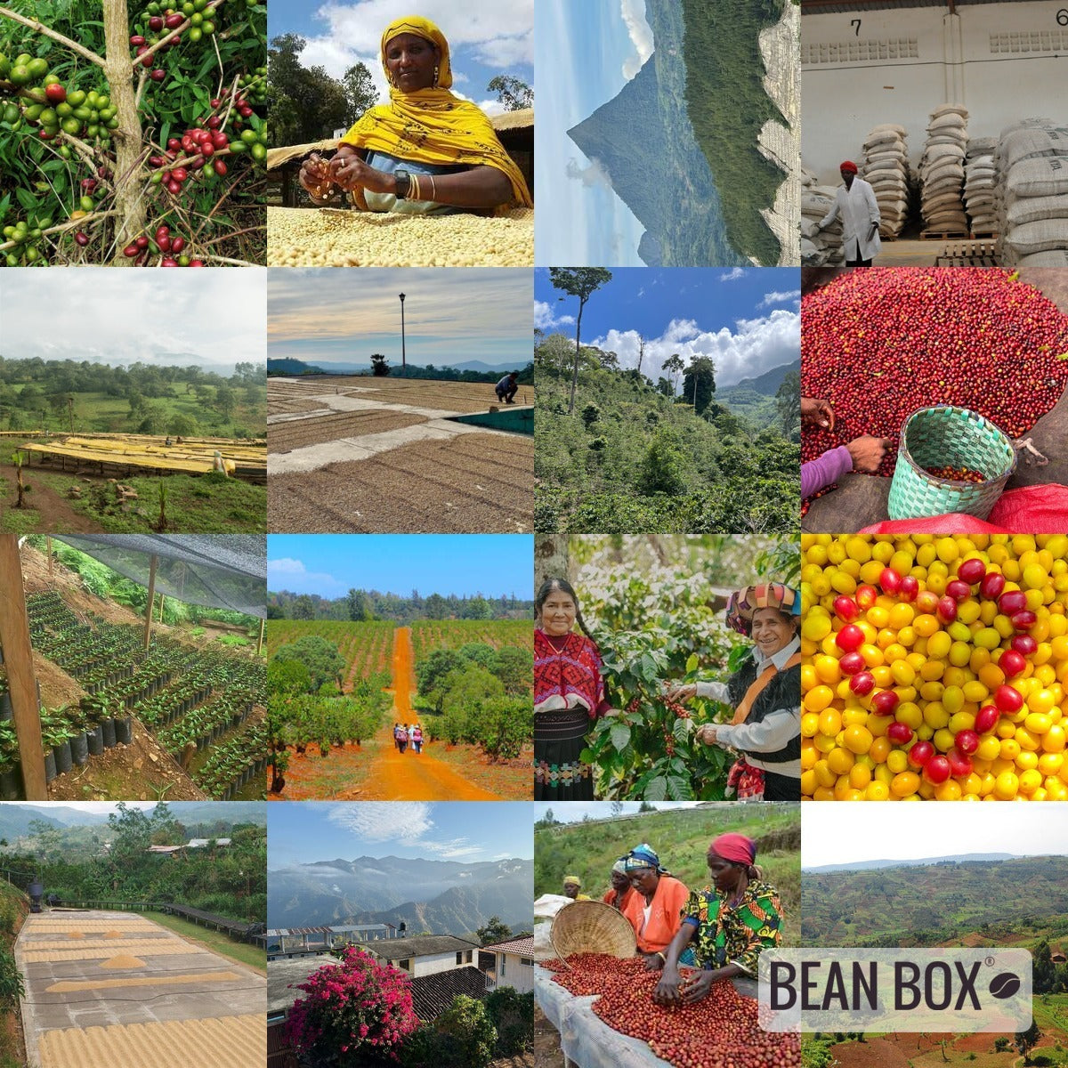 Ethiopia Sidamo Oromia Natural - Dark