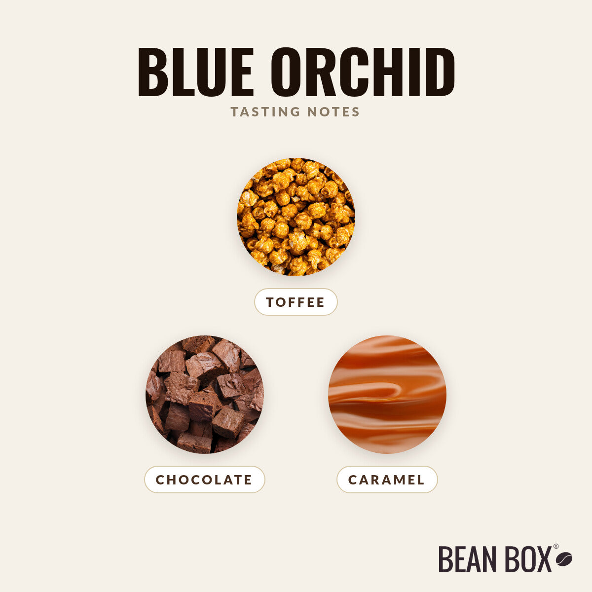 Blue Orchid
