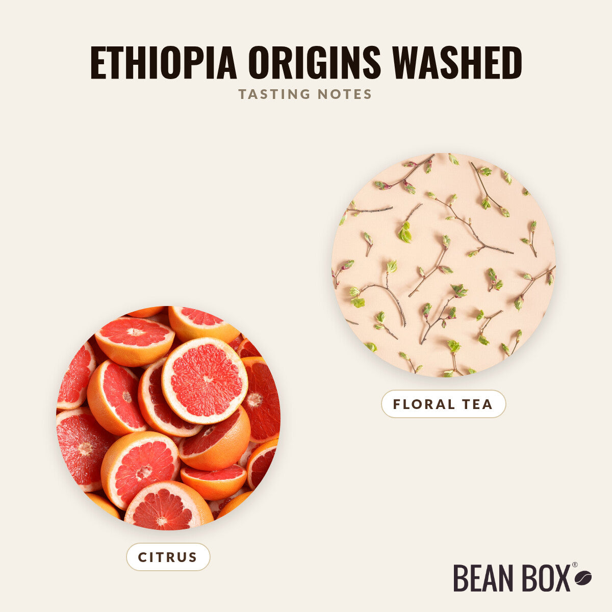 Ethiopia Origins Washed
