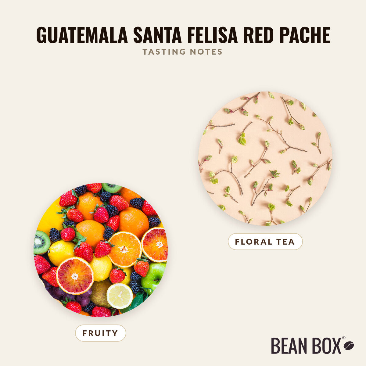 Guatemala Santa Felisa Red Pache
