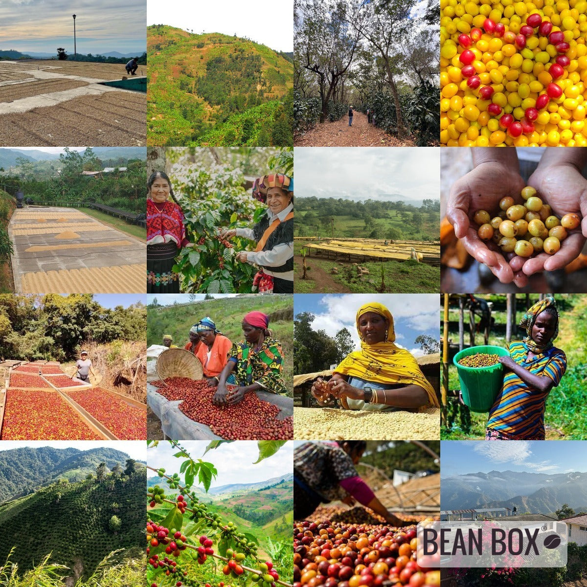 Burundi Bavyeyi Dark Roast