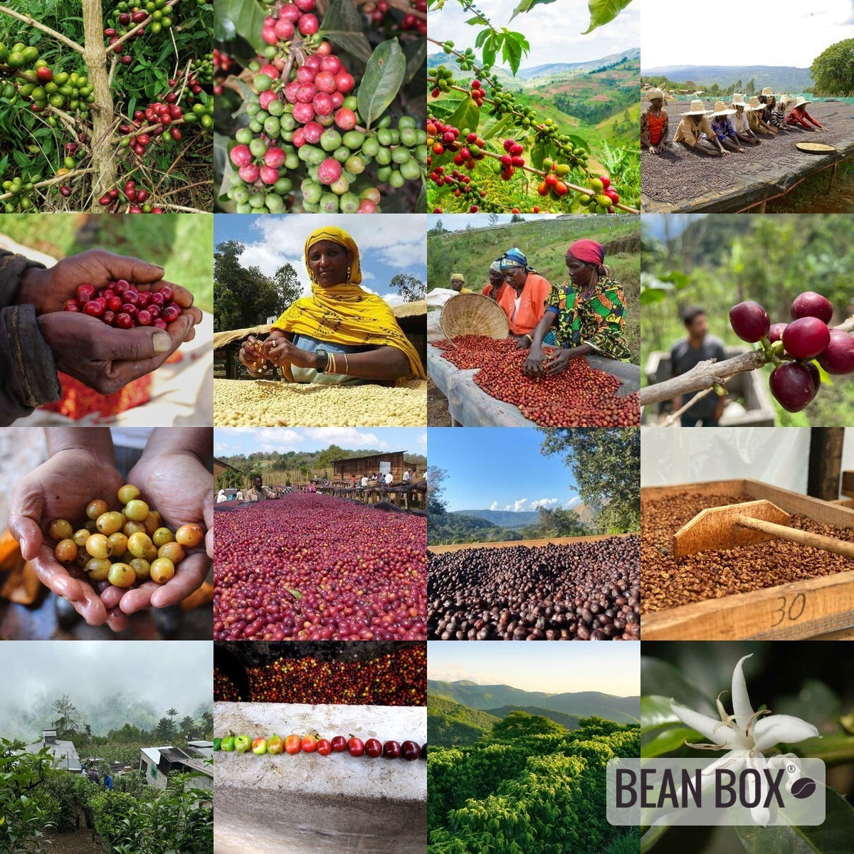 Papayo | Colombia Washed Anaerobic