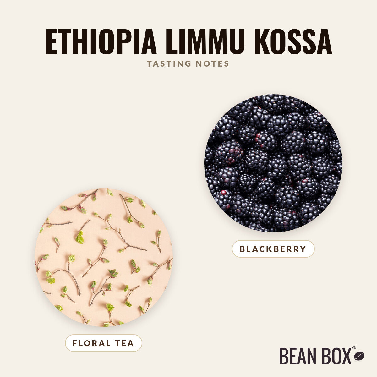 Ethiopia Limmu Kossa