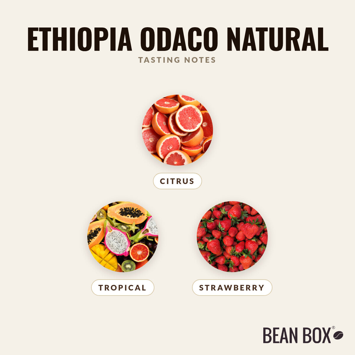 Ethiopia Odaco Natural