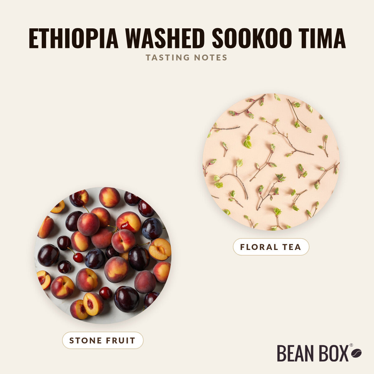 Ethiopia Washed Sookoo Tima