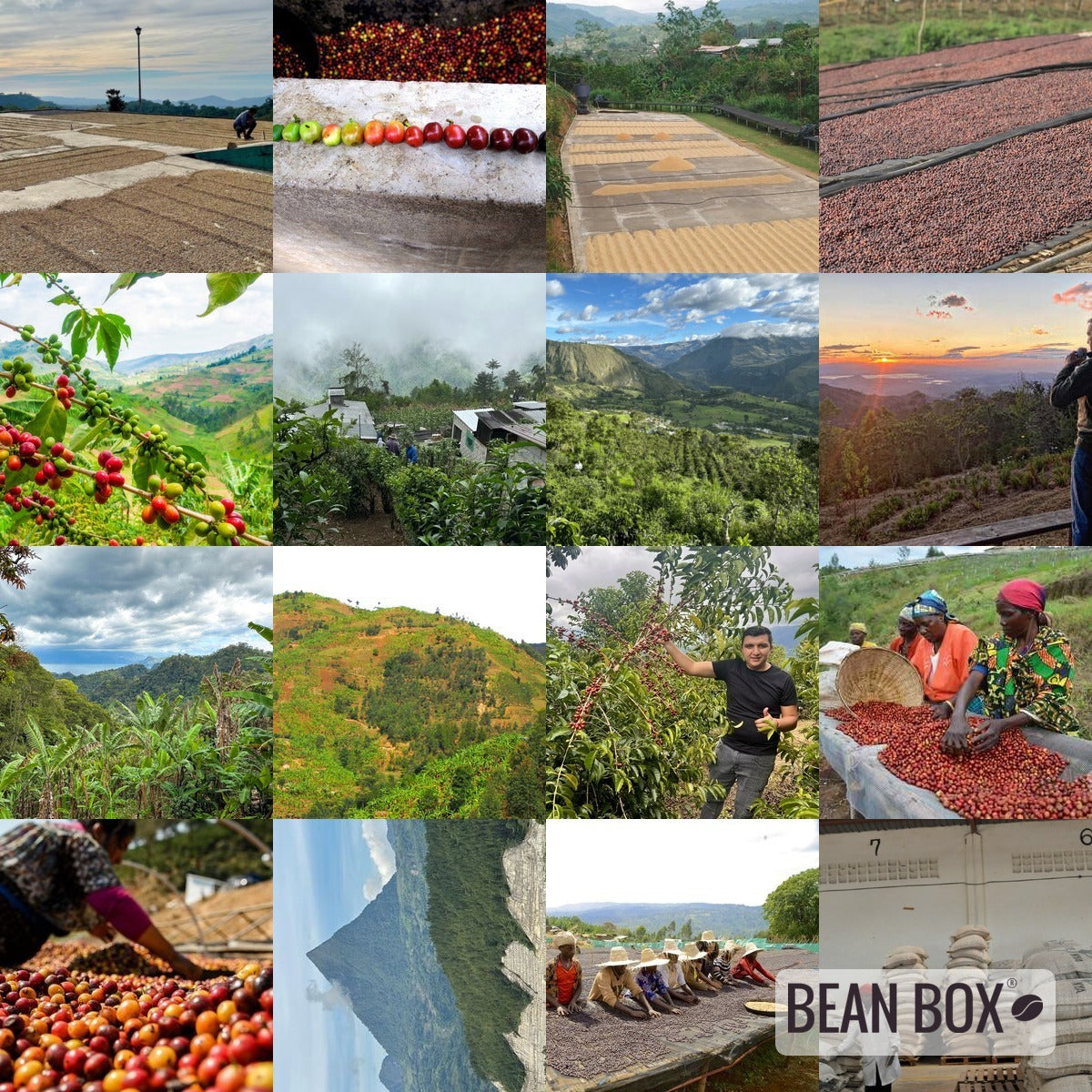 Decaf - Ethiopia Sidama