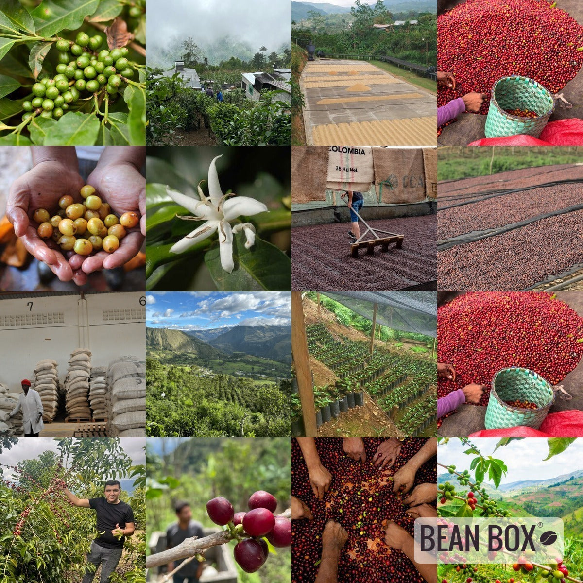 Decaf Colombia Guarapo Field Blend