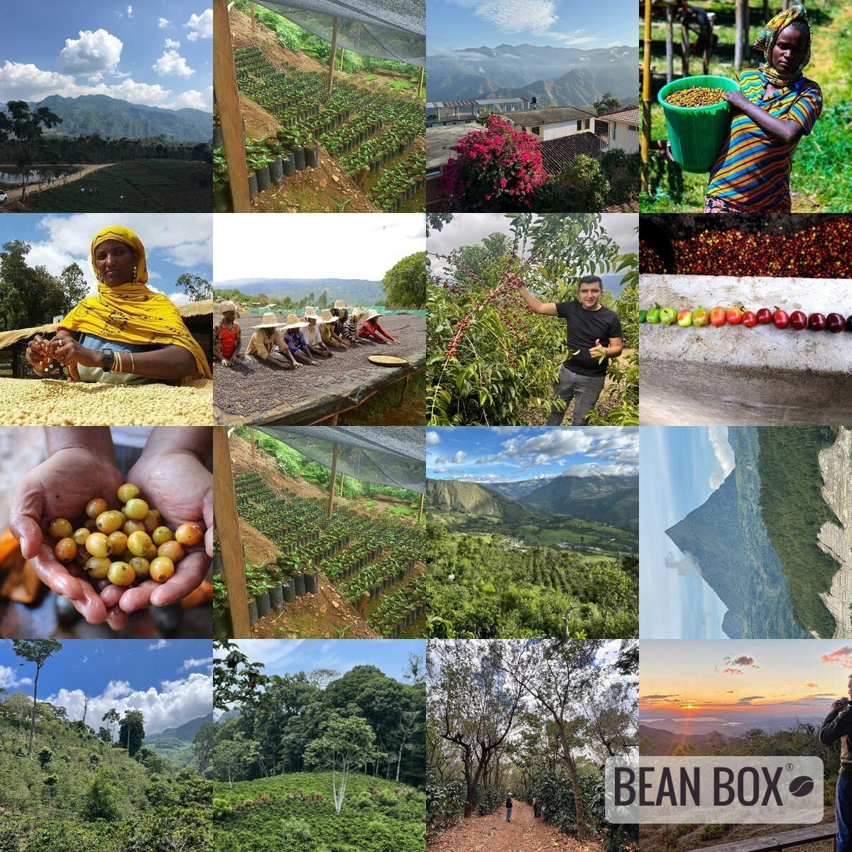 Kenya Murang'a Gondo AA