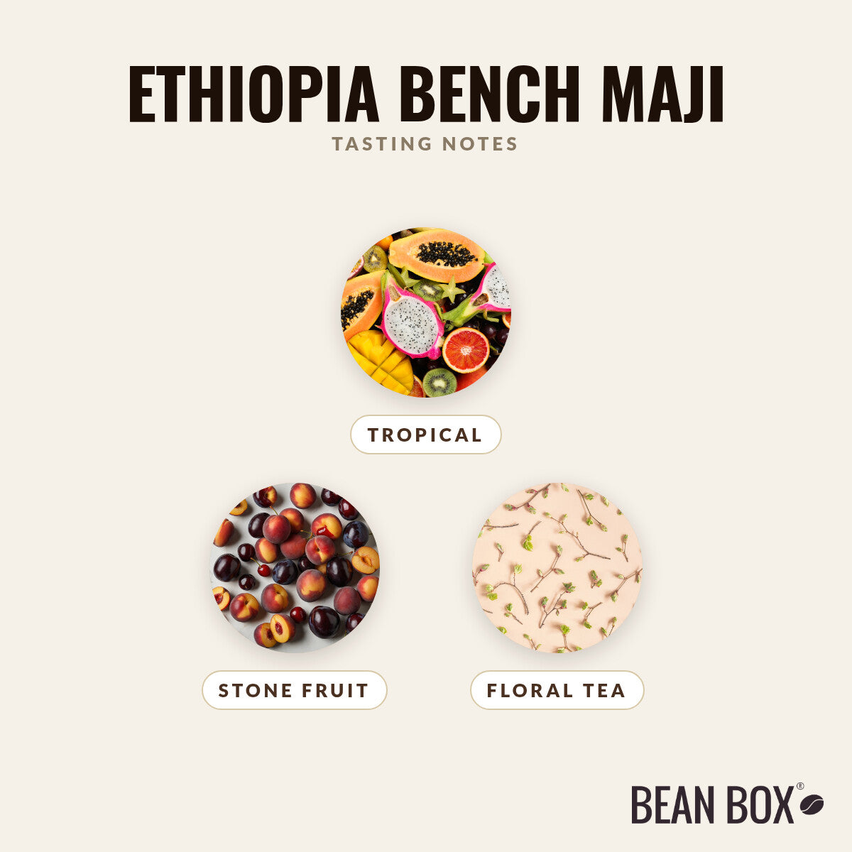 Ethiopia Bench Maji