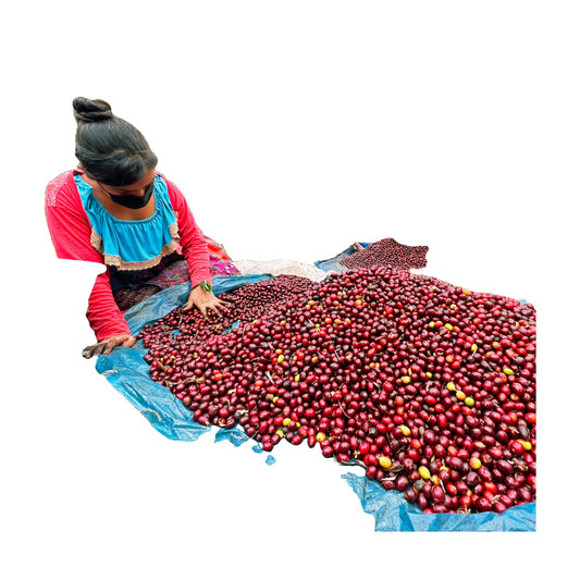 Guatemala Santa Felisa Red Pache